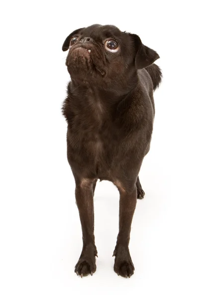 Black Pug Dog Looking Up — Stock Photo, Image