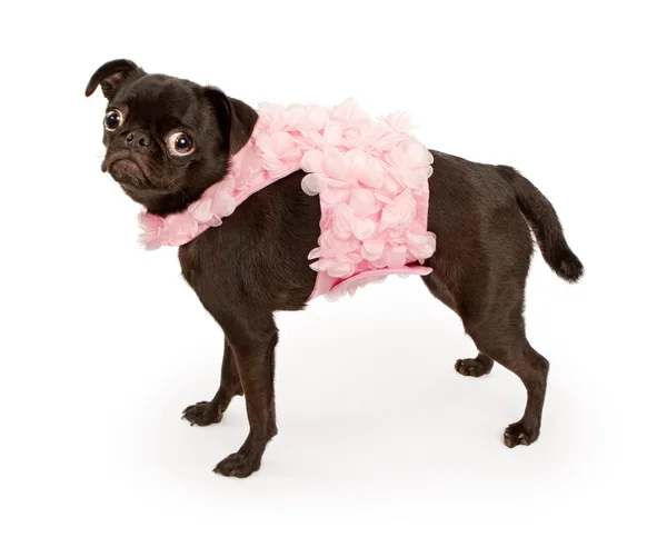 Чорний пуговий собака носить рожевий комбінезон — стокове фото