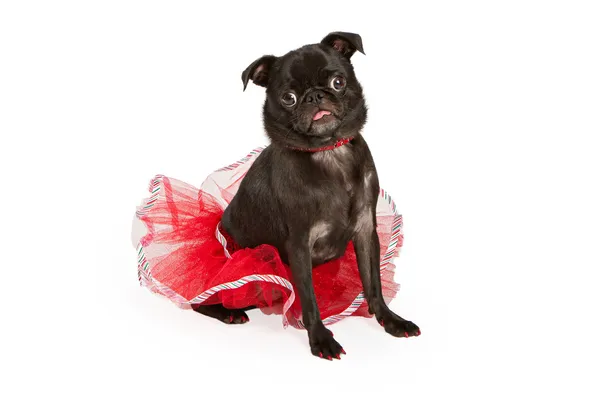 Pug dog vistiendo un bonito tutú rojo — Foto de Stock