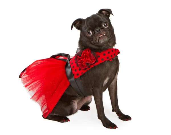 Black Pug Dog wearing Red and Black Dress — Stock Photo, Image
