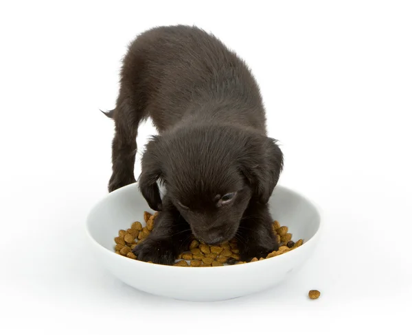 Ung svart valp äter en skål med mat — Stockfoto
