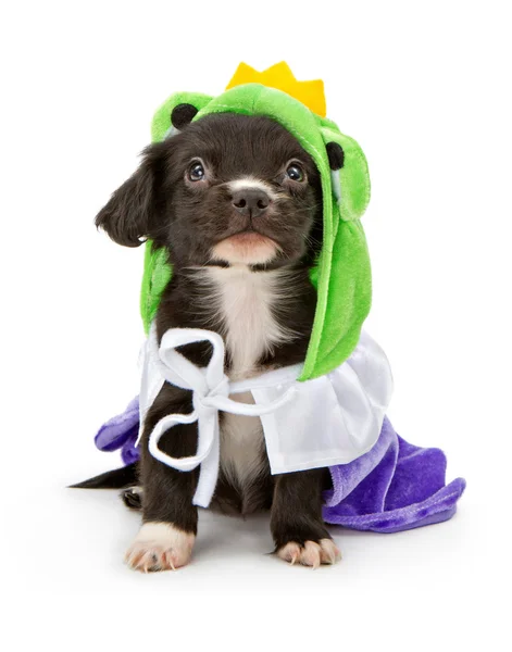 Een 7 week oude zwart-witte pup draagt een kikker prins kostuum — Stockfoto