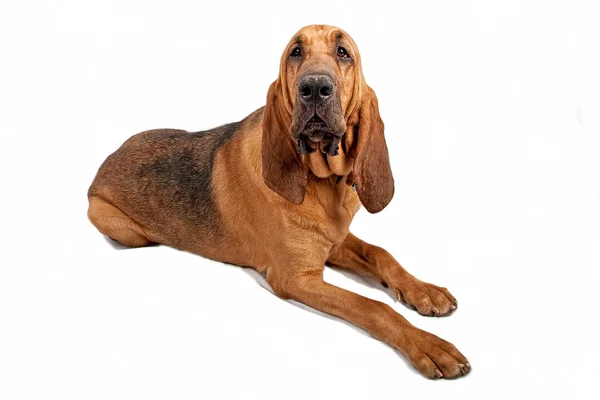 Bloodhound สุนัขแยกบนสีขาว — ภาพถ่ายสต็อก