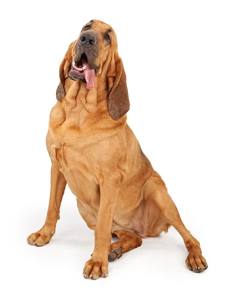 Bloodhound dilini dışarı asılı — Stok fotoğraf