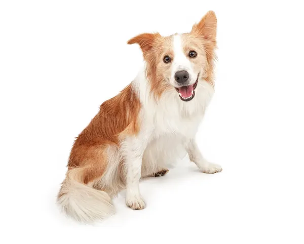 Frontera collie perro buscando feliz —  Fotos de Stock