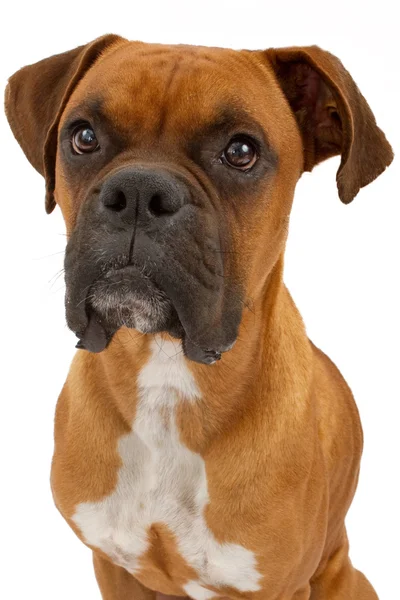 Boxer Köpek portre — Stok fotoğraf