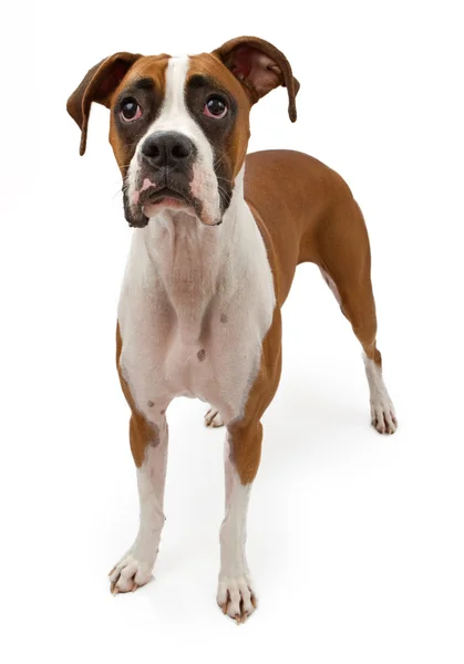 Боксерський собака з сумним обличчям — стокове фото