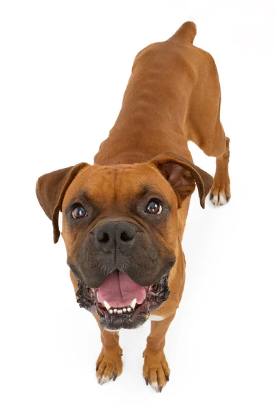 Boxer perro flaco — Foto de Stock