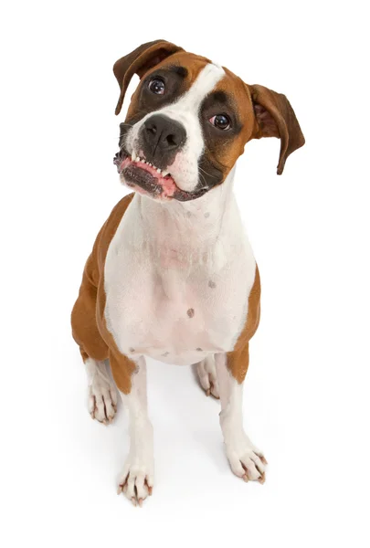 Boxerhund mit ausgebissenen Zähnen — Stockfoto