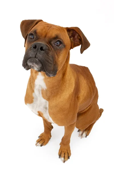 흰색으로 분리 된 보저 개 — 스톡 사진