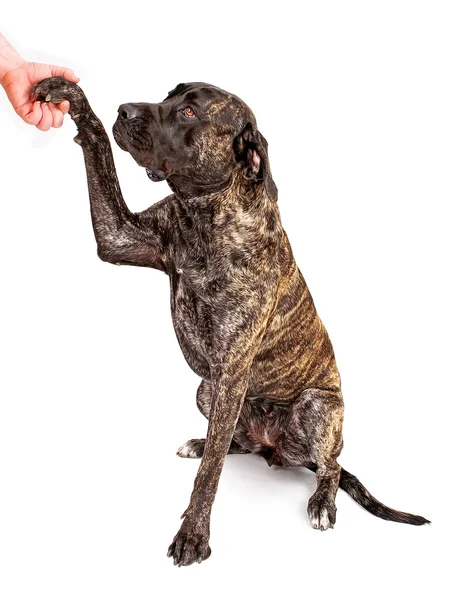 Brindle Mastiff cane stringendo la mano — Foto Stock
