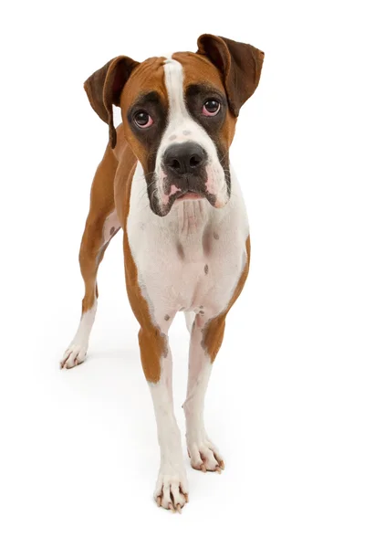 Boxer cão isolado em branco — Fotografia de Stock