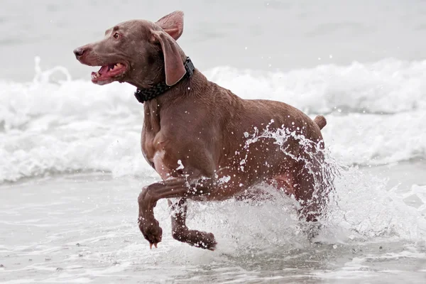 Dog running in the ocean water