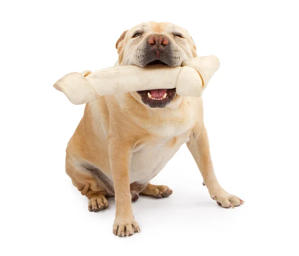 Bulldog Inglês misto raça cão com grande osso — Fotografia de Stock