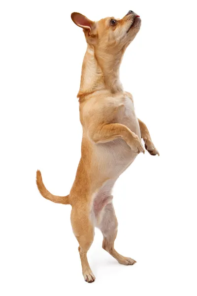 奇瓦瓦州和帕格混合狗跳舞 — 图库照片