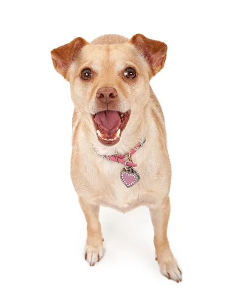 Chihuahua Mix Dog com boca aberta — Fotografia de Stock