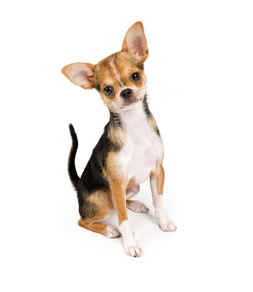 Chihuahua filhote de cachorro olhando para a frente — Fotografia de Stock