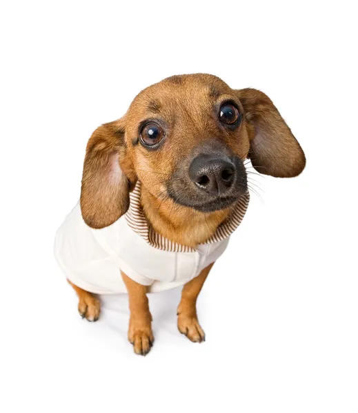 Chiweenie köpek pembe kıyafeti ile — Stok fotoğraf
