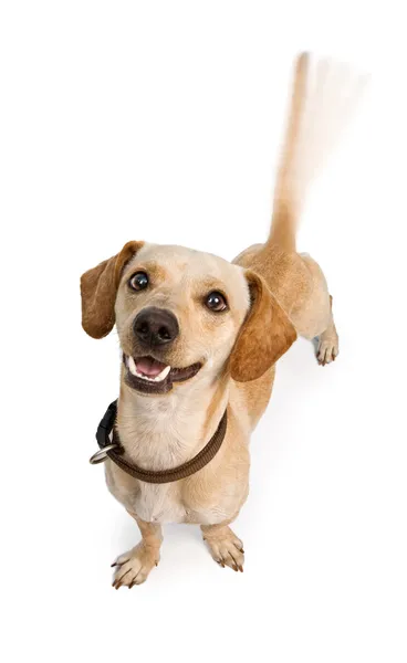 Machanie ogonem psa chiweenie — Zdjęcie stockowe