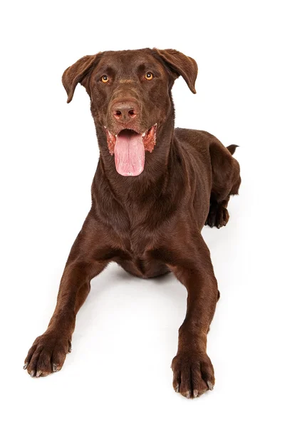 Labrador de chocolate retriever isolado em branco — Fotografia de Stock