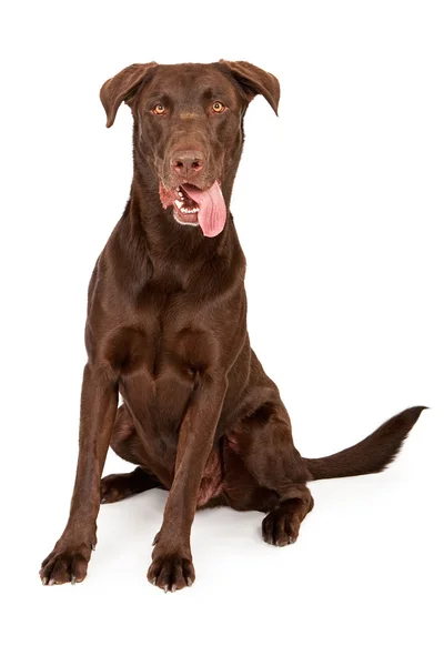 Chocolate Labrador Retriever con la lengua fuera — Foto de Stock