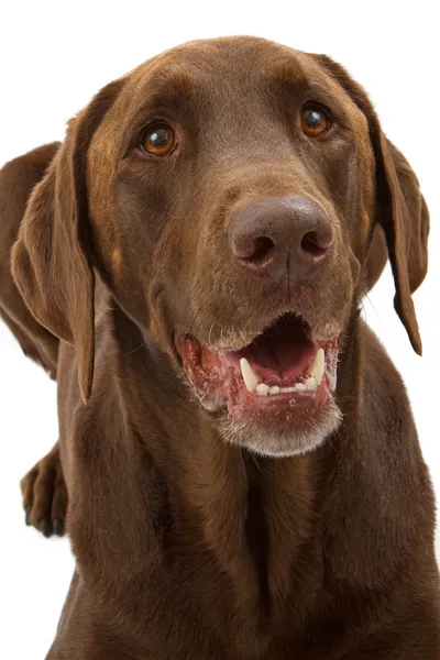 Choklad labrador retriever hund närbild — Stockfoto