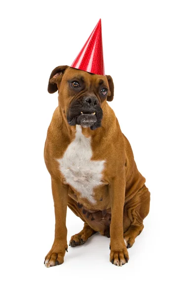 Boxeador perro vistiendo sombrero de cumpleaños rojo — Foto de Stock