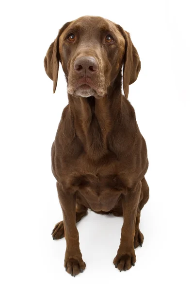 Um cão de chocolate Labrador Retriever isolado em branco — Fotografia de Stock