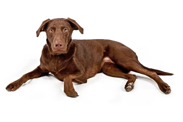 Ein schokoladenfarbener Labrador Retriever Hund isoliert auf weiß — Stockfoto