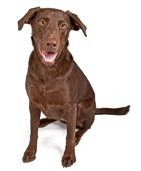 Um cão de chocolate Labrador Retriever isolado em branco — Fotografia de Stock