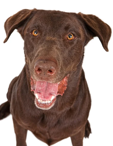 Mutlu çikolata labrador retriever köpek Close-Up — Stok fotoğraf
