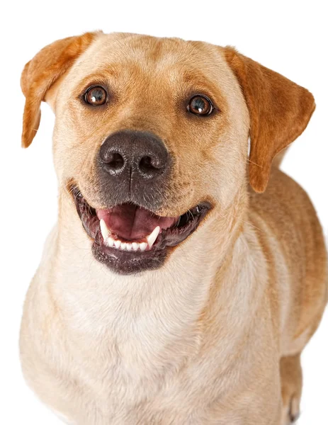 Крупный план счастливой желтой собаки-лабрадора — стоковое фото