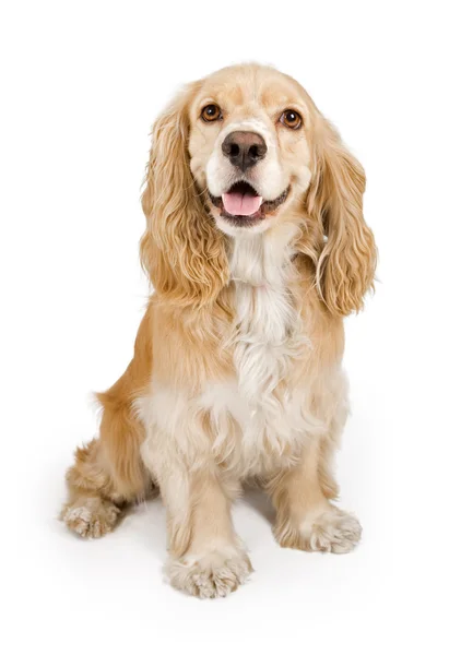 Cocker spaniel hund isolerad på vit — Stockfoto