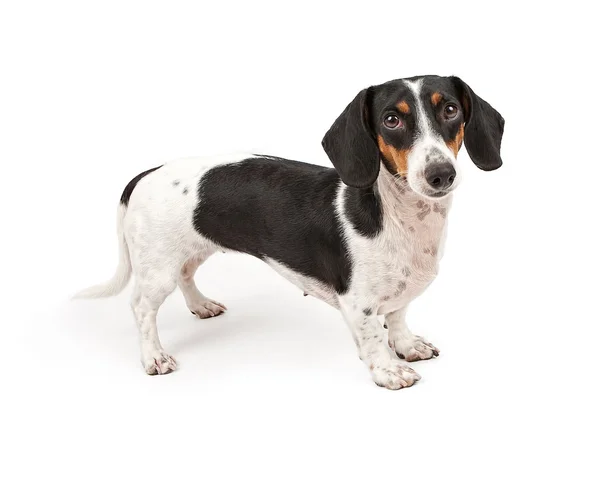 Cão dachshund isolado em branco — Fotografia de Stock