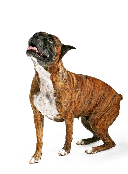 Boxer Dog olhando para cima — Fotografia de Stock