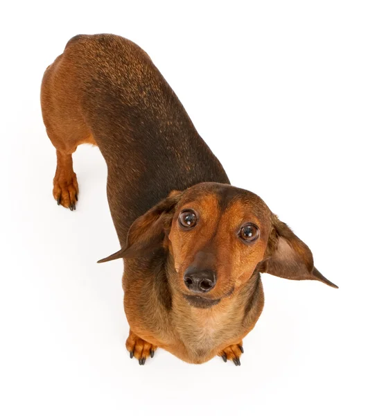 Dachshund perro mirando hacia arriba — Foto de Stock
