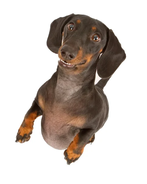 Dachshund Dog em pé e isolado em branco — Fotografia de Stock