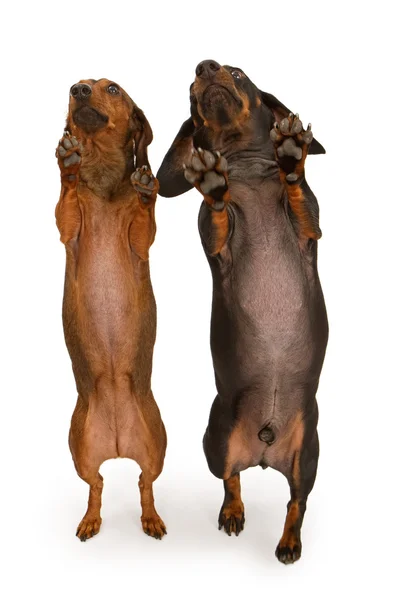 Dois Dachshund Dogs dançando — Fotografia de Stock