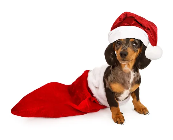 Filhote de cachorro Dachshund em uma meia com um chapéu de Santa — Fotografia de Stock