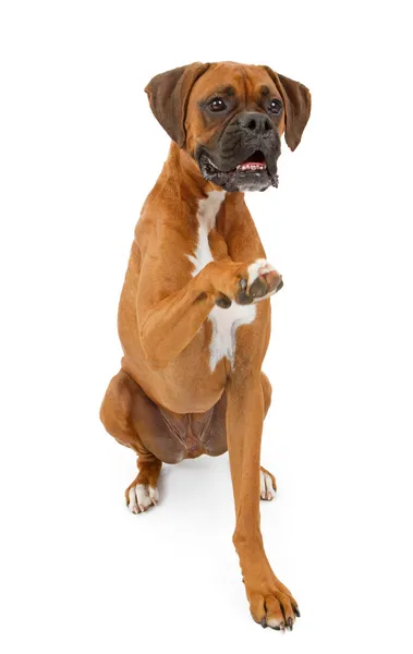 Boxer hund skakar hand — Stockfoto