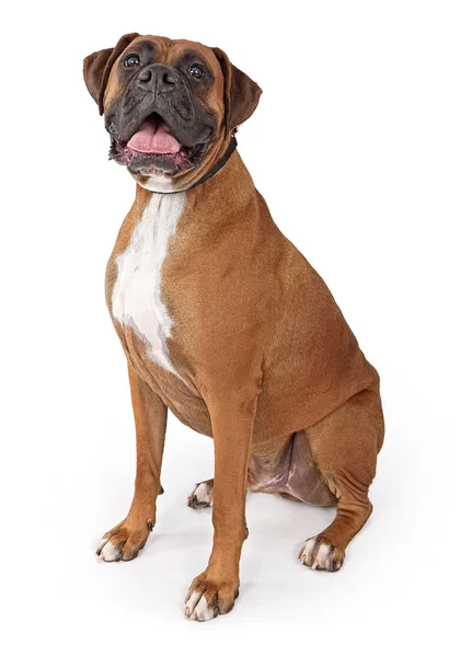 Boxer köpek mutlu yüz — Stok fotoğraf
