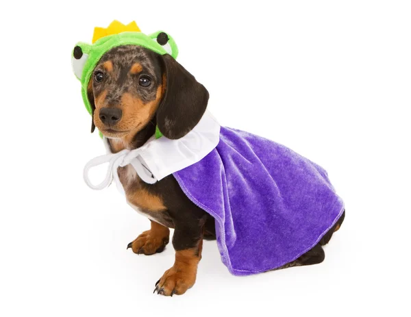 Teckel pup draagt een kikker prins kostuum — Stockfoto