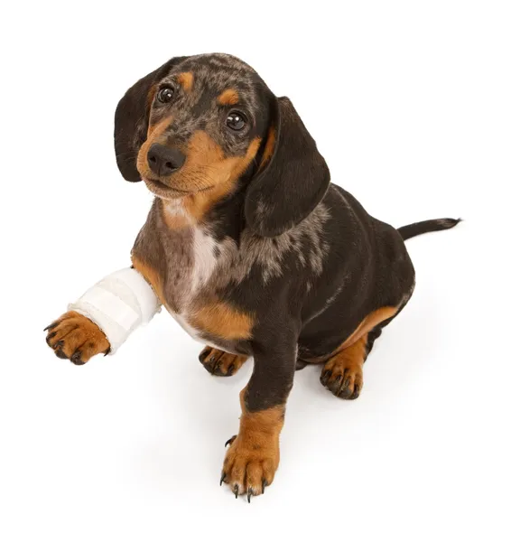 Είδος γερμανικού κυνηγετικού σκύλου κουτάβι με τραυματισμένο πόδι που απομονώνονται σε λευκό — Φωτογραφία Αρχείου