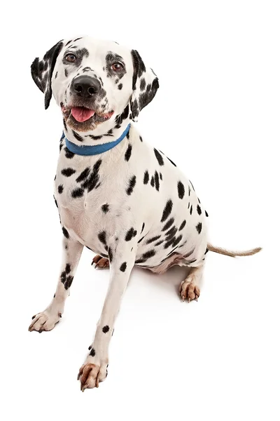 Dalmatského psa s modrým límečkem — Stock fotografie
