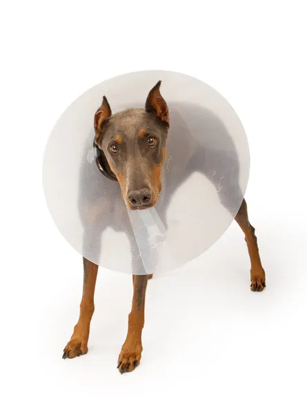 Dobermann pinscher hond het dragen van een kegel geïsoleerd op wit — Stockfoto