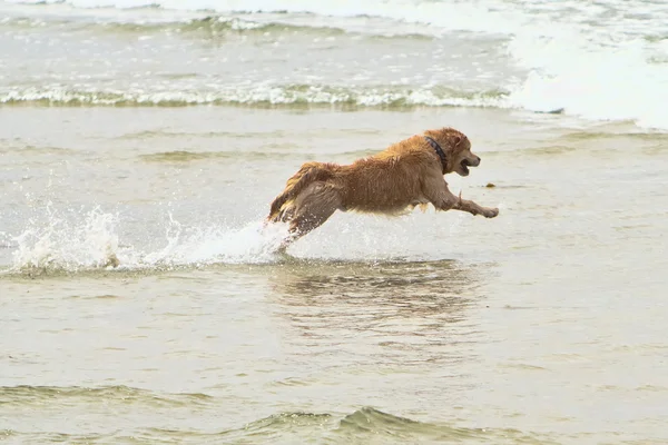 Жовтий собака переслідує після м'яча в океані — стокове фото