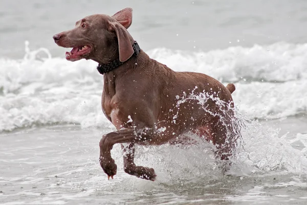 Brązowy pies biegnąc przez wodę — Zdjęcie stockowe