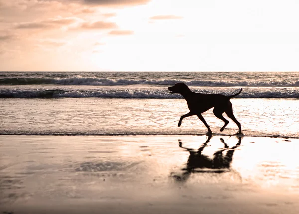 Sylwetka psa na plaży o zachodzie słońca — Zdjęcie stockowe