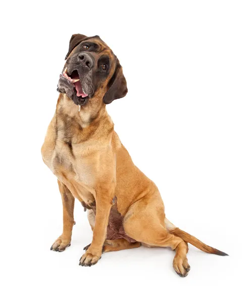Engelska mastiff hund med lutande huvud och dregla — Stockfoto
