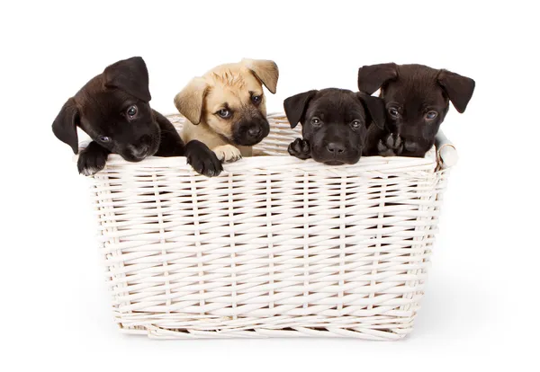 Cuatro cachorros en una cesta — Foto de Stock